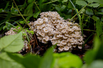 Oyster Mushrooms in the summer forest. A welcome find for the mushroom picker. Valuable and delicious culinary ingredient