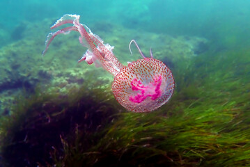 Wall Mural - Mauve stinger purple jellyfish - Pelagia noctiluca