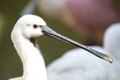 Weißer Löffler oder Löffelreiher / Eurasian spoonbill or Common spoonbill / Platalea leucorodia
