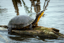 Blanding's Turtle On A Log.