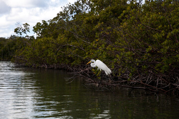 Wall Mural - Perched great white egret Ardea alba across a kayak