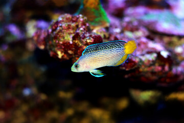 Splendid Dottyback - (Manonichthys splendens) 