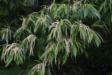 Poster - Japanese chestnut blossoms. Fagaceae deciduous fruit tree.