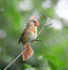 Wall Mural - red cardinals standing on the spring green tree branch