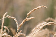 Dry grass golden color long stalk, background nature grass in riverside	
