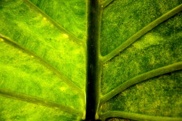 green taro leaf texture