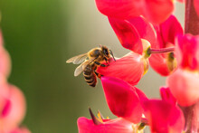 Close-up Of A Bee Collecting Nectar On A Lupin Blossom