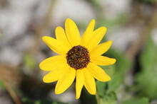 One Yellow Wild Flower With Blurred Background
