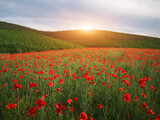 Fototapeta Kwiaty - Spring meadow of poppies.