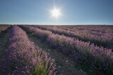 Fototapeta Lawenda - Meadow of lavender at day.