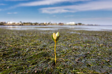 A Young Mangrove Growing In The Seagrass Beds Of Jawbone Sanctuary In Victoria, Australia.