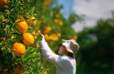 Wall Mural - Farmer harvesting oranges