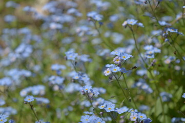 Beautiful spring and summer flowers