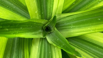 Green Natural Plants