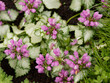 Lamier maculé ou tacheté (Lamium maculatum 'Silver beacon') à jolies fleurs verticilles rose magenta au dessus d'un feuillage panaché gris-argenté borduré de vert foncé