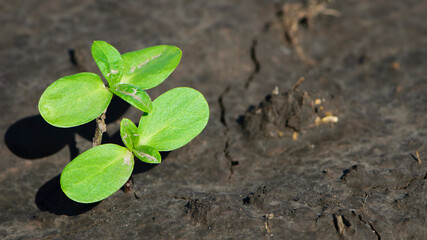 sprouting sunflower in early spring garden. two green sprouts, against the background of black soil. farming concept, planting in the field. selective focus, copy space. space for text, close-up