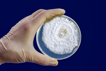 Poster - Colony of Mucor fungi grown on Petri dish. Also known as black fungus, or bread mold.