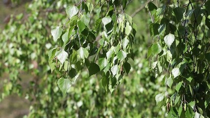 Poster - leaves of birch in summer in the bright sun. High quality FullHD footage