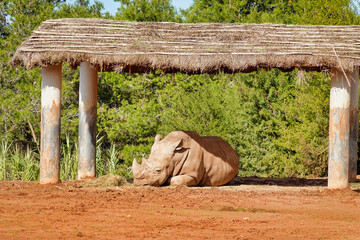 Sticker - Natural view of a large rhinoceros lying under a shed in captivity