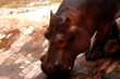 głowa hipopotama