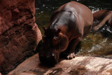Fototapeta  - hipopotam wychodzący z wody