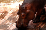 Fototapeta  - głowa hipopotama