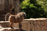 Fototapeta Tęcza - Małpa na kamieniach pawian