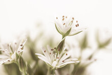 Blooming White Flowers With Stamen And Pestle Romantic Bouquet On Light Bokeh Background Macro Vintage Effect