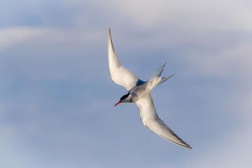 Common Tern