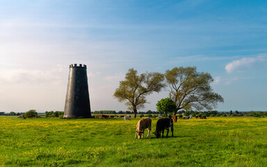 Canvas Print - Cows enjoy open pasture with disused mill and trees Beverley, UK.