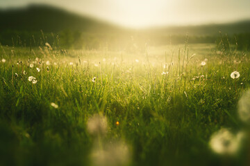 wild grasses with dandelions in the mountains at sunset. macro image, shallow depth of field. summer