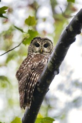 barred owl.