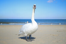 Close Up Of A White Swan Waddling Around The Beach Under Blue Sky With The Ocean In The Background Looking Straight To Camera