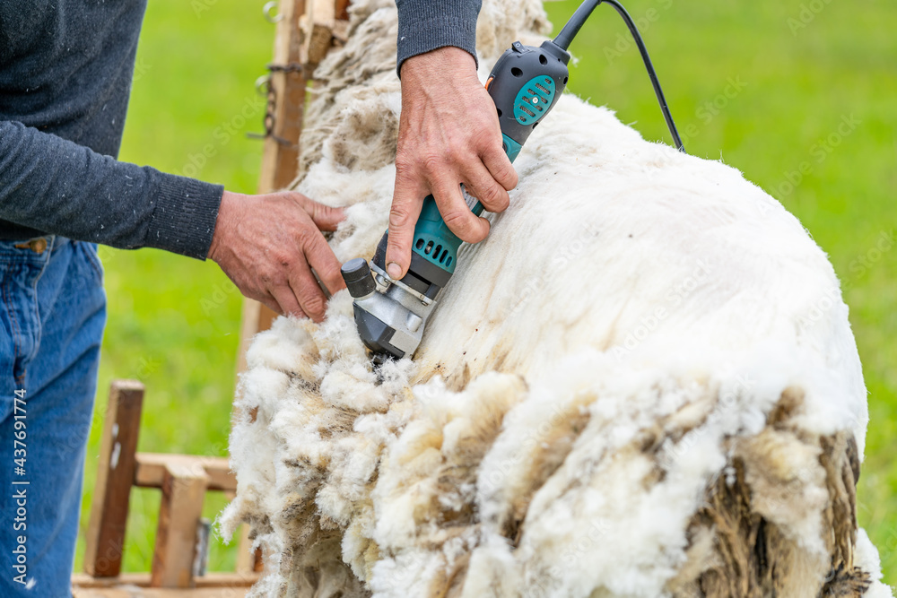Man shearing a sheep with instrument. Farmer working with sheep wool. - obrazy, fototapety, plakaty 