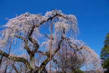 Beautiful Weeping Cherry Tree In A Japan.