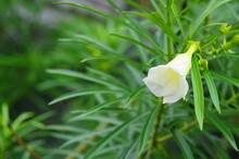 White Oleander Lucky Nut With Green Leaves Background
