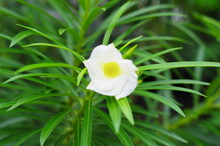 White Oleander Lucky Nut With Green Leaves Background
