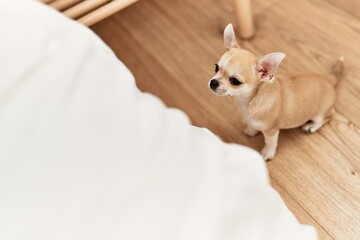 Wall Mural - Beautiful small dog chihuahua trying to get on the bed at the bedroom at home, waiting and asking to be hold