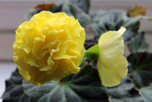 Yellow Begonia Flowers Close-up. Home Flowers. Gardening On The Balcony. 
