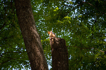 squirrel on a tree