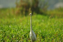 Picture Of An Egret Taken From Kumarakom Bird Sanctuary,  Kerala, India. 