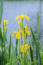 Bloomimg Yellow Iris (Iris Pseudacorus) At A Pond.