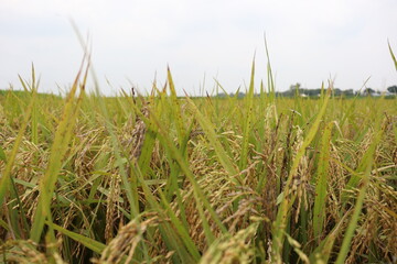 ripe paddy farm on field