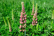 Close up of pink flowers of Lupinus, commonly known as lupin or lupine, in full bloom and green grass in a sunny spring garden, beautiful outdoor floral background photographed with soft focus.