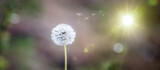 Fototapeta Dmuchawce - Löwenzahn Pusteblume mit Fliegenden Samen mit Sonnenlicht