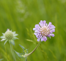 Wall Mural - Scabieuse colombaire ou Scabiosa columbaria à corolles bleu violacé à lilas pastel au sommet d'une tige