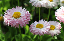 Light Pink Daisy Flowers In The Garden.