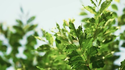 Wall Mural - Green leaves of a tree waving in wind. Sun shining through. Abstract slow motion.