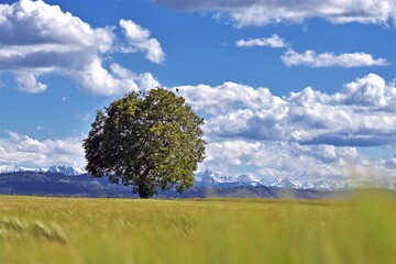 tree in the field