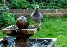 Feral Pigeon On The Garden Water Feature In England